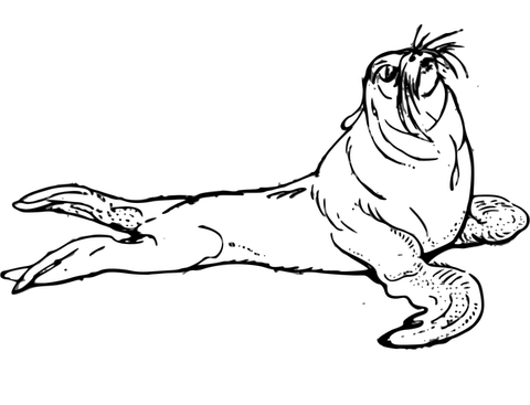 Basic Seal Coloring Page